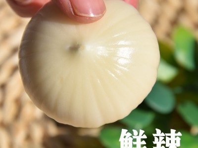云南大理紫皮独头蒜现挖新鲜湿蒜辛辣独头多瓣蒜农家种植一件代发图2