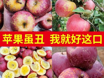 一件代发云南昭通丑苹果冰糖心新鲜孕妇当季整箱10斤现摘包邮图3