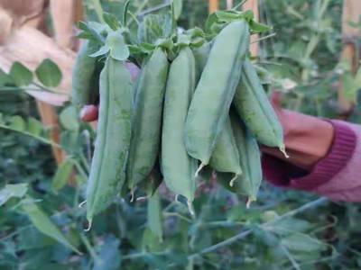 云南豌豆新鲜带壳青豆角粒农家蔬菜水果甜豆荚嫩5斤当季整箱包邮图4