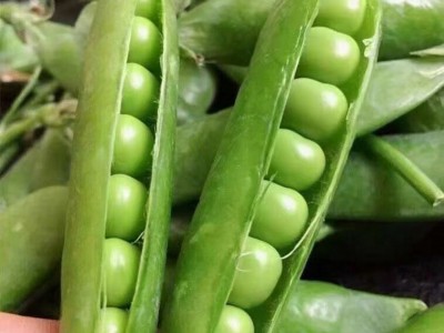 云南豌豆新鲜带壳青豆角粒农家蔬菜水果甜豆荚嫩5斤当季整箱包邮图5