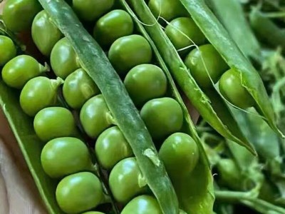 云南豌豆新鲜带壳青豆角粒农家蔬菜水果甜豆荚嫩5斤当季整箱包邮图3
