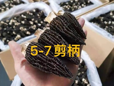 四川产地羊肚菌干货批发5-7头茬肉厚剪柄非云南野生羊肚菌菇现货图2