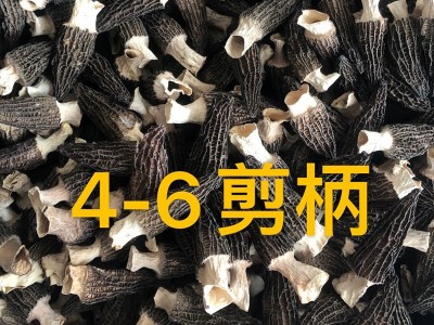 四川产地羊肚菌干货批发5-7头茬肉厚剪柄非云南野生羊肚菌菇现货图3