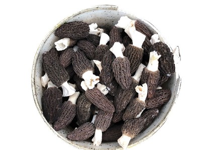 四川产地羊肚菌干货批发5-7头茬肉厚剪柄非云南野生羊肚菌菇现货图5