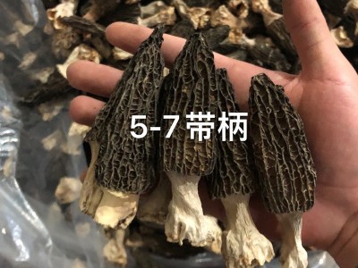 四川产地羊肚菌干货批发5-7头茬肉厚剪柄非云南野生羊肚菌菇现货图4