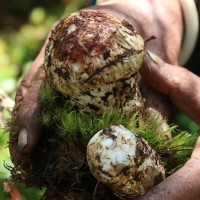 野生松茸新鲜西藏香格里拉新鲜松茸四川雅江小金云南松茸菌菇现货