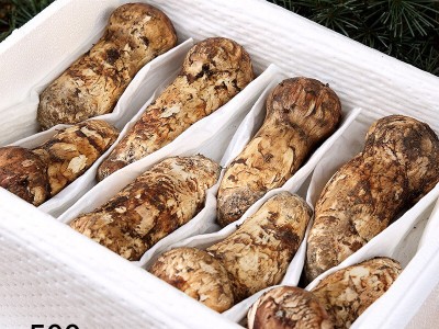 野生松茸新鲜西藏香格里拉新鲜松茸四川雅江小金云南松茸菌菇现货图4