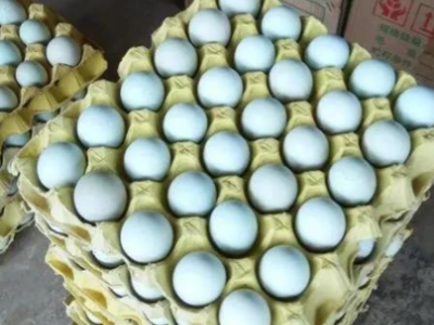 绿壳鸡蛋初生蛋420枚装厂家整箱量大从优批发图3