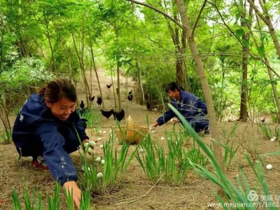 陇南特产绿壳乌鸡蛋30枚/盒营养健康图3