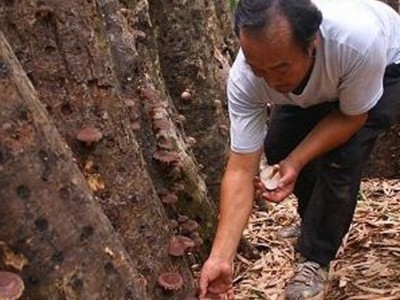陇南特产香菇散装500克/袋图2