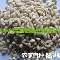 大麦仁大麦麸大麦米八宝粥原料杂粮粗粮
