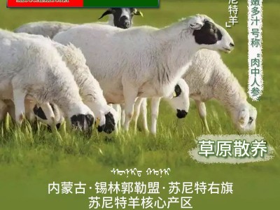 首菜首家 内蒙苏尼特羔羊前腿1斤/件冷冻羊前腿烧烤羊肉串原料图2