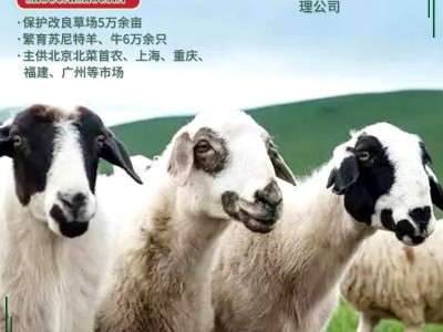 首菜首家 内蒙苏尼特羔羊前腿1斤/件冷冻羊前腿烧烤羊肉串原料图3