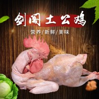 广元土公鸡纯粮喂养土公鸡营养丰富土公鸡现杀发货非冷冻型土公鸡