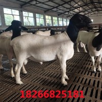 羊羔先养后付款 小尾寒羊孕羊出售杜泊种羊 黑头杜波种羊羊羔价格