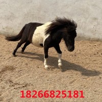小矮马养殖 景区观赏马设特兰矮马 回收矮马马匹出售 影视马拍摄
