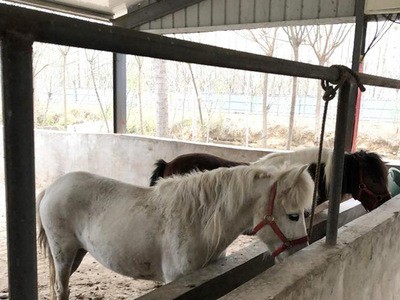 小矮马养殖 景区观赏马设特兰矮马 回收矮马马匹出售 影视马拍摄图4