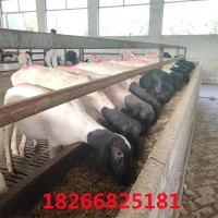 哪里的杜泊绵羊便宜 澳洲白母羊 小尾寒羊小羊羔羊苗多少钱一只