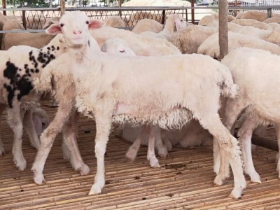 养殖场出售肉羊羔 现货杜泊绵羊种公羊价格 小尾寒头胎怀孕羊利润图4