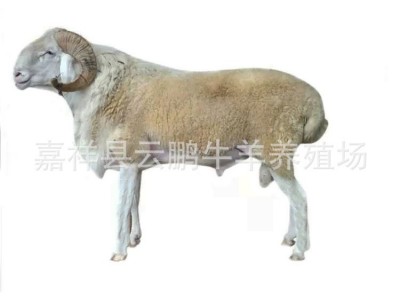 小尾寒羊育肥羊羔价格 山东小尾寒羊养殖基地 杜泊绵羊头胎母羊图5