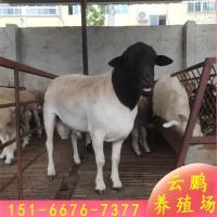 甘肃杜泊绵羊养殖场 杜泊绵羊羔多少钱一只 小尾寒羊种公羊价格