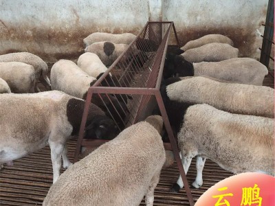 甘肃杜泊绵羊养殖场 杜泊绵羊羔多少钱一只 小尾寒羊种公羊价格图3