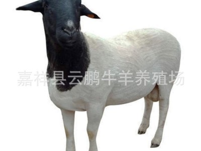 甘肃杜泊绵羊养殖场 杜泊绵羊羔多少钱一只 小尾寒羊种公羊价格图5