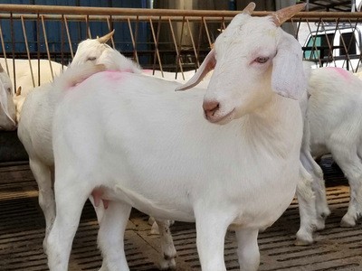 白山羊活羊批发改良白山羊多产头胎孕母羊活体小肉山羊苗年产两窝图2
