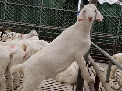 白山羊活羊批发改良白山羊多产头胎孕母羊活体小肉山羊苗年产两窝图4
