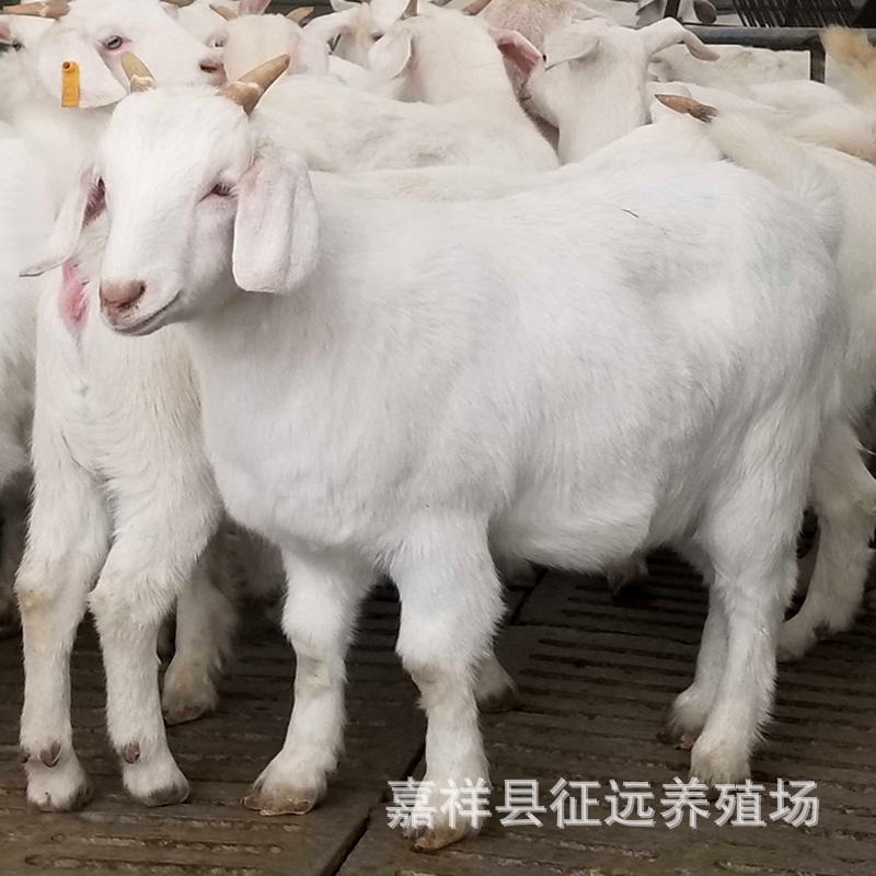 白山羊