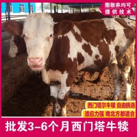 湖南肉牛批发紫红花西门塔尔牛3-6个月小牛犊改良西门塔肉牛犊子