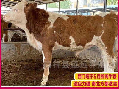 湖南肉牛批发紫红花西门塔尔牛3-6个月小牛犊改良西门塔肉牛犊子图2