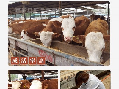 湖南肉牛批发紫红花西门塔尔牛3-6个月小牛犊改良西门塔肉牛犊子图3