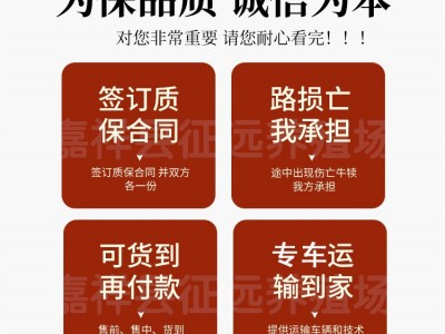湖南肉牛批发紫红花西门塔尔牛3-6个月小牛犊改良西门塔肉牛犊子图4