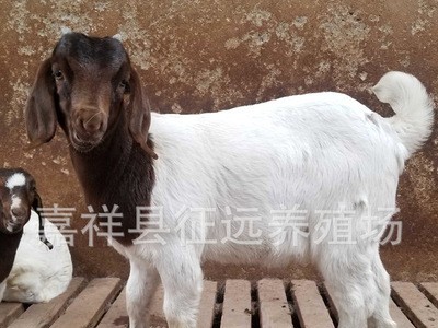 波尔山羊活羊批发红头波尔山羊羊羔多产母羊放养肉山羊 货到付款图2