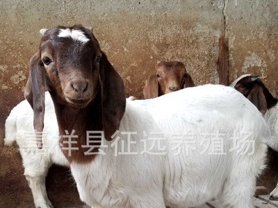 波尔山羊活羊批发红头波尔山羊羊羔多产母羊放养肉山羊 货到付款图3