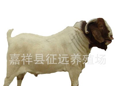 波尔山羊活羊批发红头波尔山羊羊羔多产母羊放养肉山羊 货到付款图5