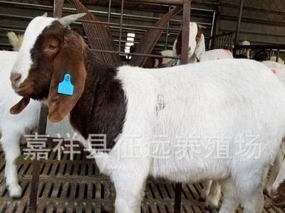 波尔山羊活羊批发红头波尔山羊羊羔多产母羊放养肉山羊 货到付款图4