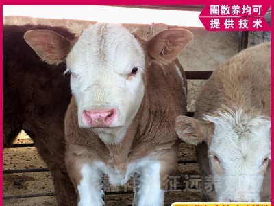 西门塔尔牛活体小牛犊三个月改良肉牛犊子养殖10个月出栏活牛牛苗图4