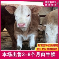 西门塔尔牛活体小牛犊三个月改良肉牛犊子养殖10个月出栏活牛牛苗