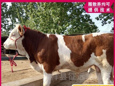 西门塔尔牛活体小牛犊三个月改良肉牛犊子养殖10个月出栏活牛牛苗图5