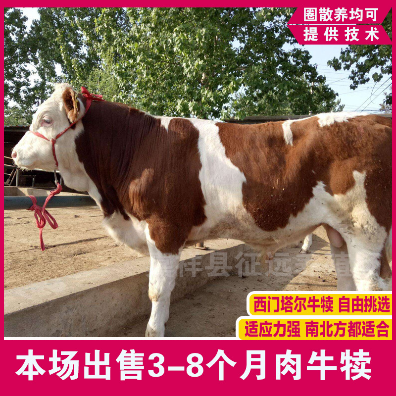 牛犊07