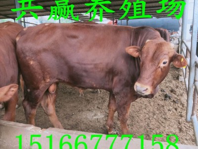 今日利木赞牛价格小牛犊哪有卖的河南利木赞牛价格 肉牛多少钱图3