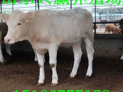 我想买夏洛莱牛夏洛莱母牛怎么样近夏洛莱牛价格图2