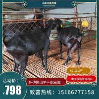 自养自销 努比亚黑山羊种羊 农家散养黑山羊羊羔 成年母羊 孕羊