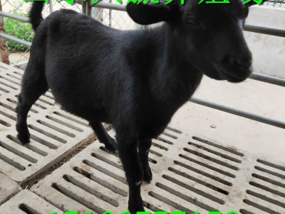 自养自销 努比亚黑山羊种羊 农家散养黑山羊羊羔 成年母羊 孕羊图4