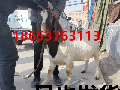 2只起包邮 波尔山羊羊羔价格 波尔山羊公羊多少钱一只 常年出售图2
