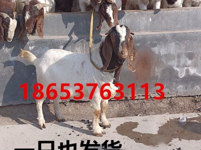 2只起包邮 波尔山羊羊羔价格 波尔山羊公羊多少钱一只 常年出售图4