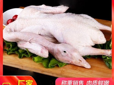 厂家供应 冷冻白条鹅 农家散养鹅嫩鹅现杀冷冻整只鹅肉 可批发图2