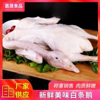 厂家供应 冷冻白条鹅 农家散养鹅嫩鹅现杀冷冻整只鹅肉 可批发